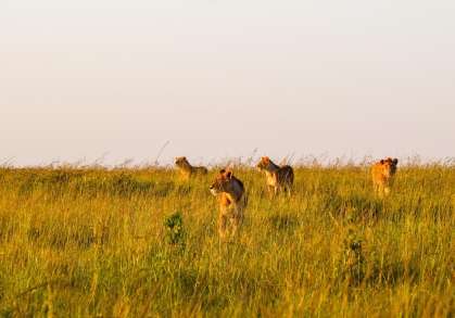 Kenya vs Tanzania Safari safari guide image from Tanview Safaris planning source