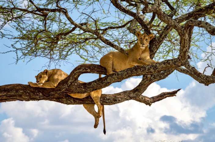 Tarangire Day Trip safari guide image from Tanview Safaris planning source
