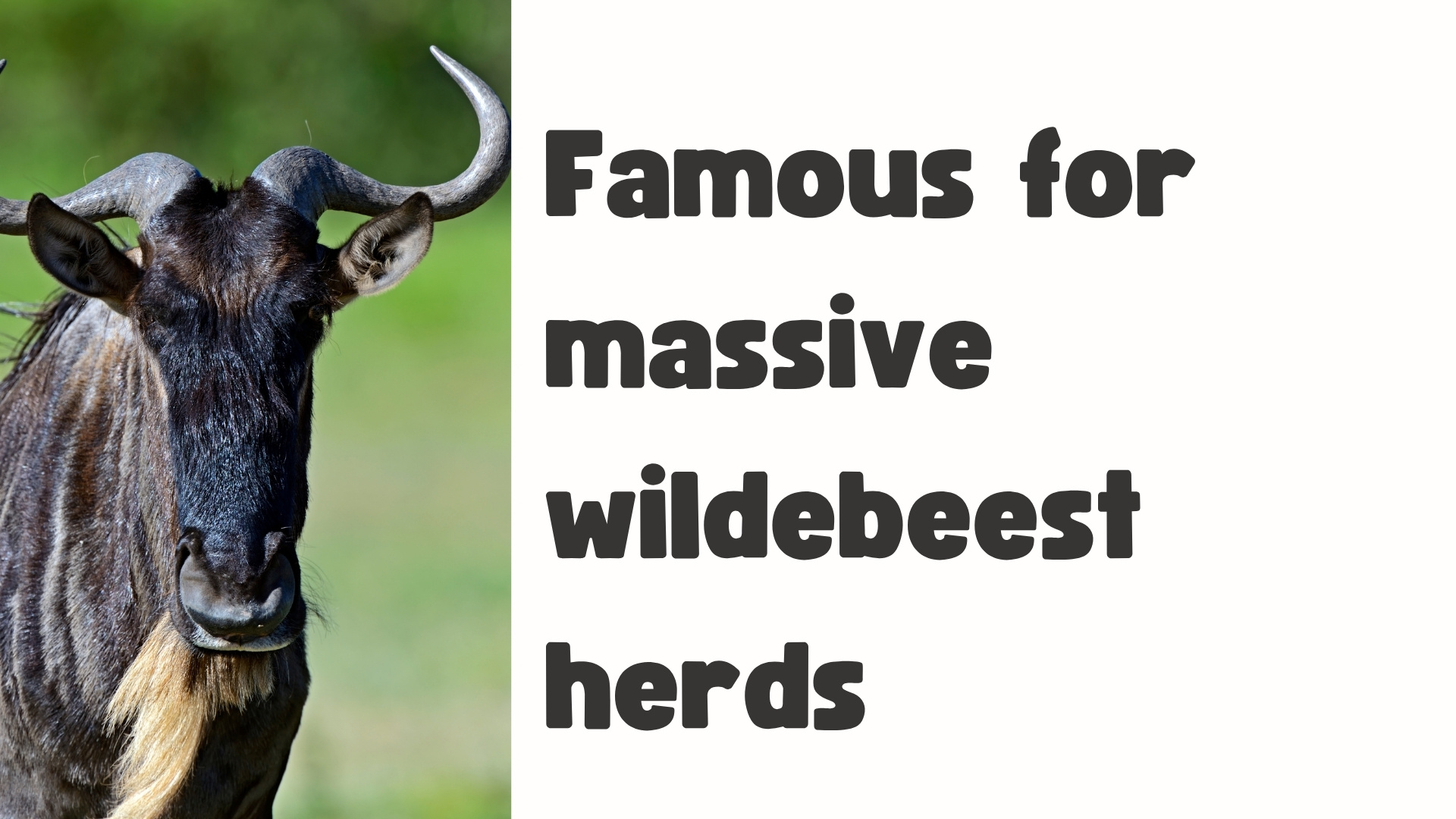 Wildebeest
