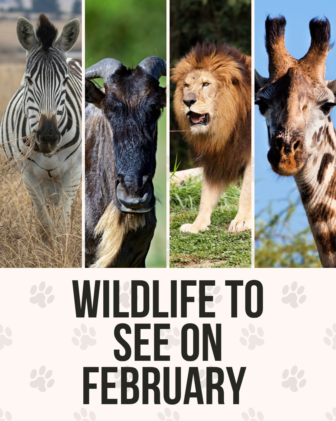Wildlife to see in February Tanzania safari