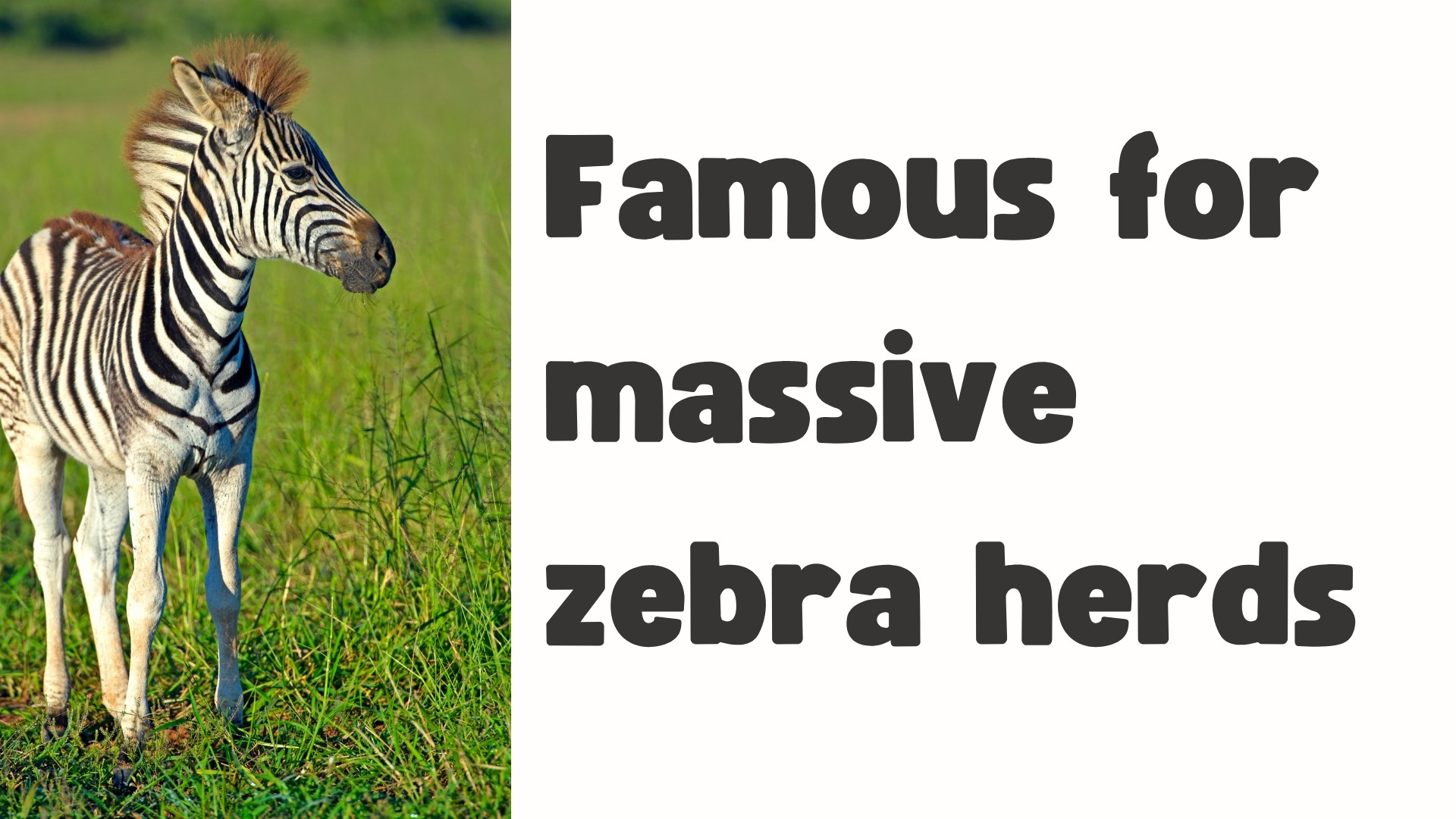 Zebra